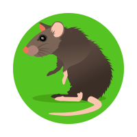vignette_rat_souris